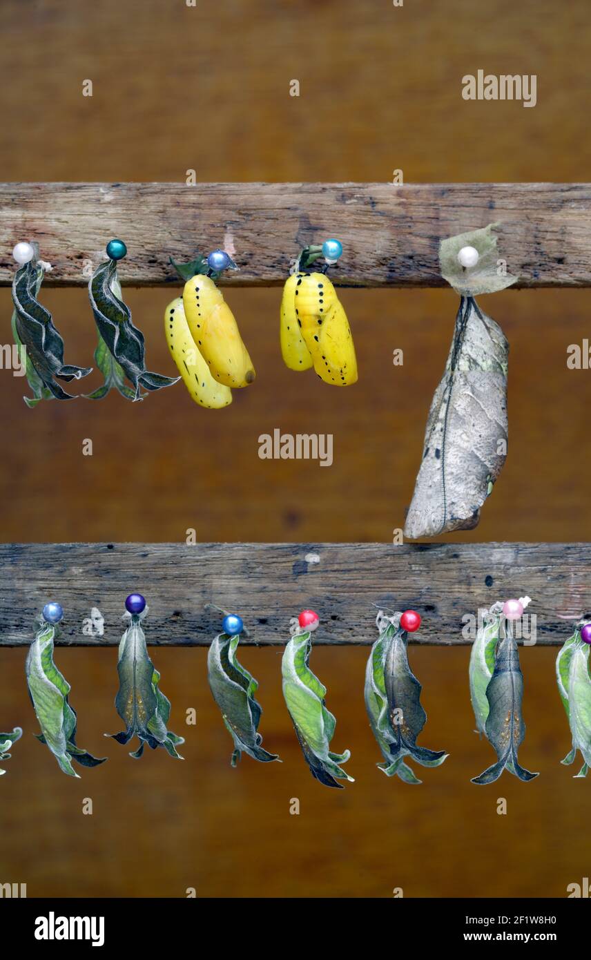 Chrysalis, Amazon, Ecuador Stock Photo