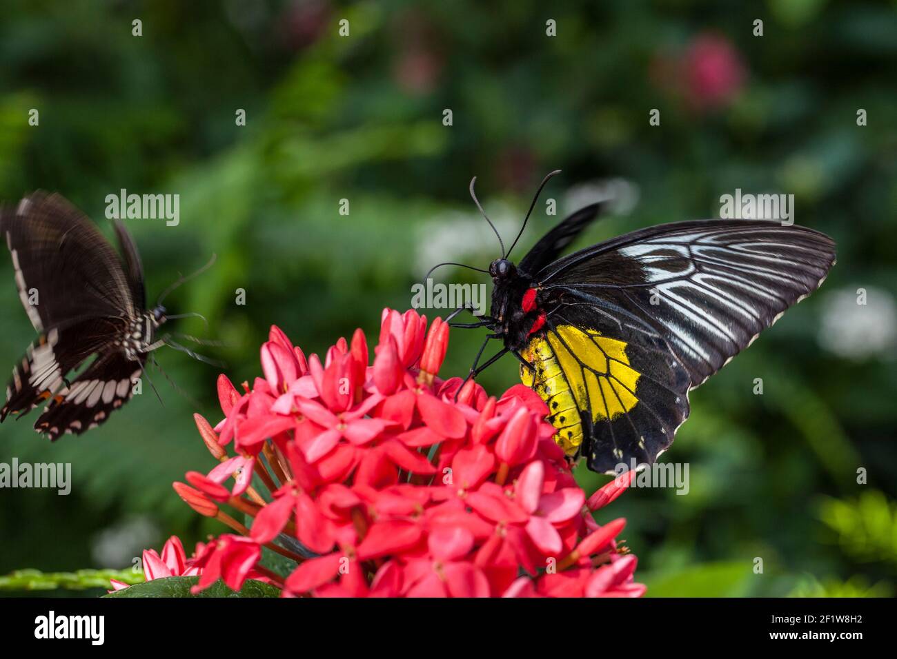 Troides rhadamantus, the golden birdwing, a birdwing butterfly feeding