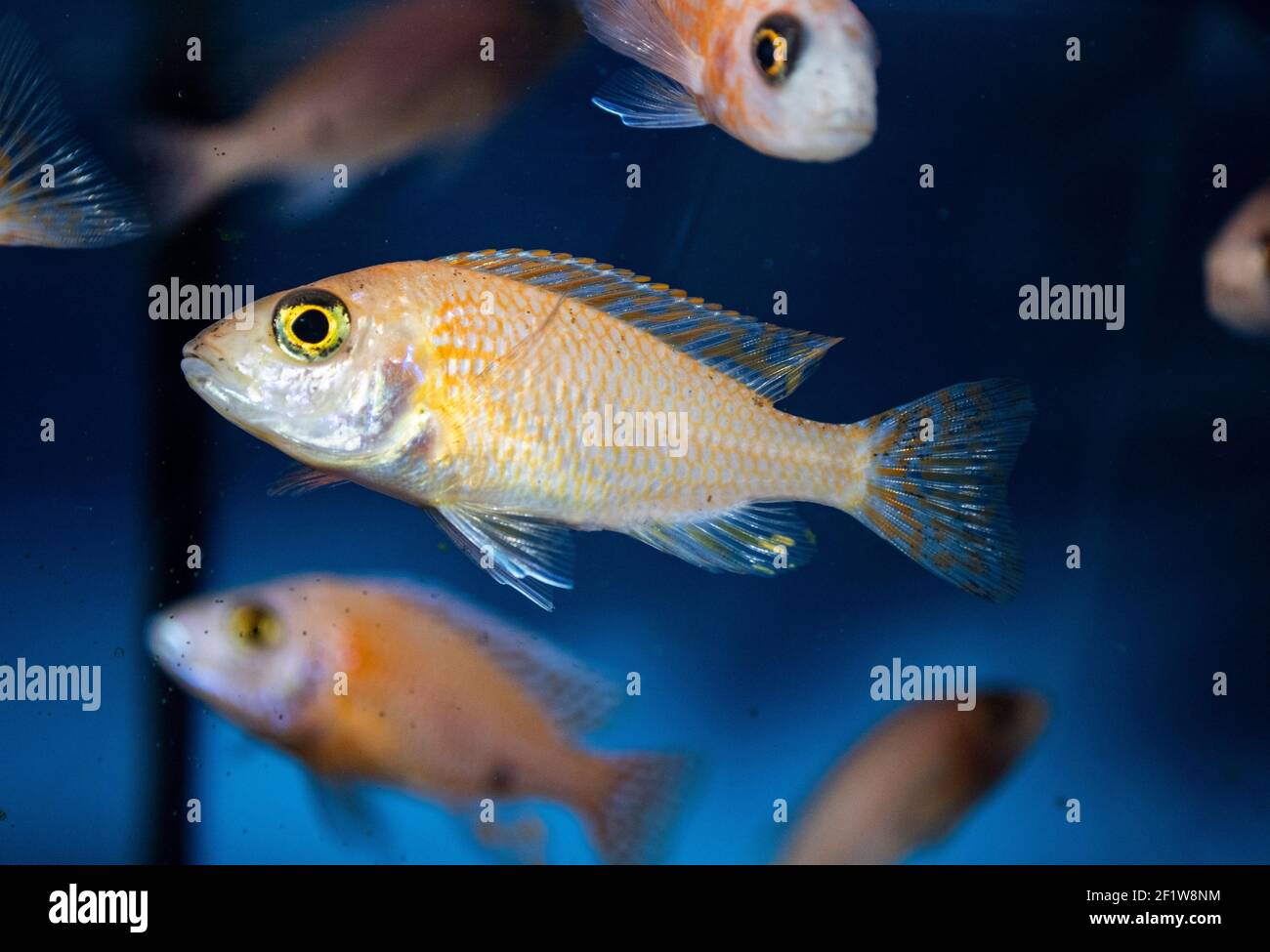 Aulonocara firefish - Golden Peacock - Lake Malawi African Cichlids in  tropical aquarium Stock Photo - Alamy