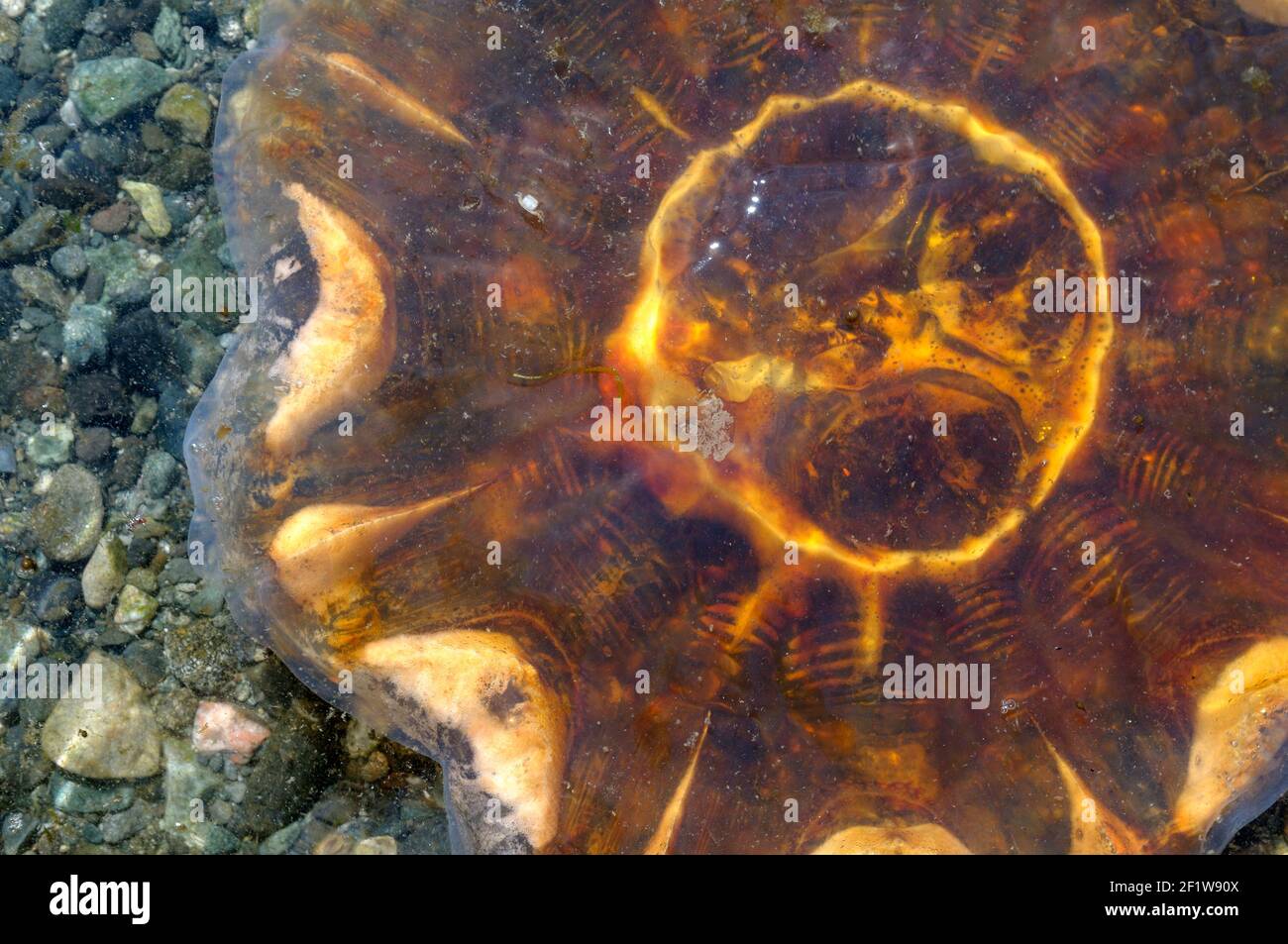 Lion's Mane Jellyfish (Cyanea capillata), Portland Island, British Columbia, Canada Stock Photo
