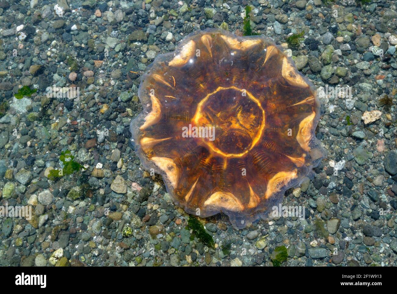 Lion's Mane Jellyfish (Cyanea capillata) on a rocky beach, Portland Island, British Columbia, Canada Stock Photo