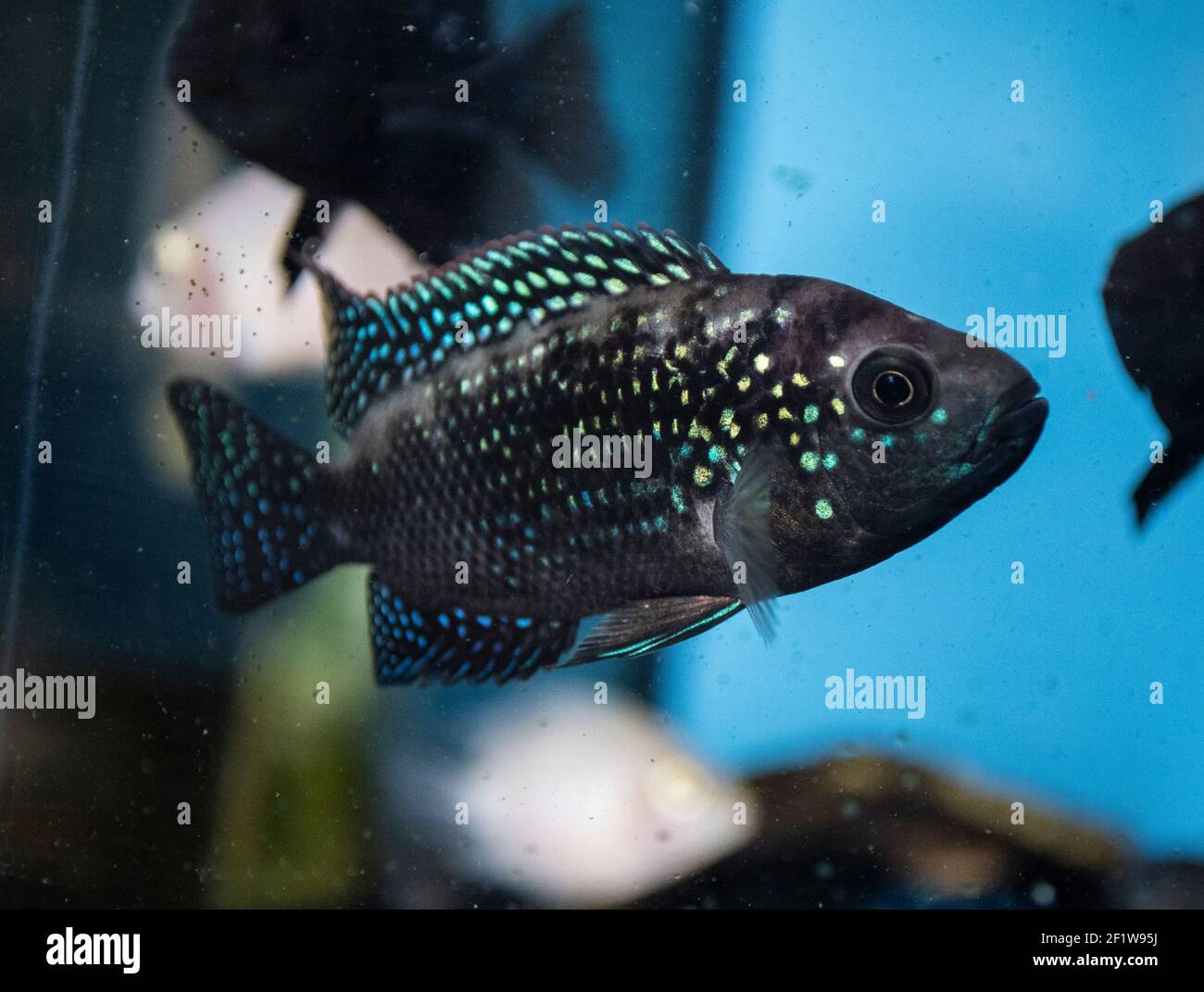Jack Dempsey (Rocio octofasciata) cichlid fish in the aquarium Stock Photo
