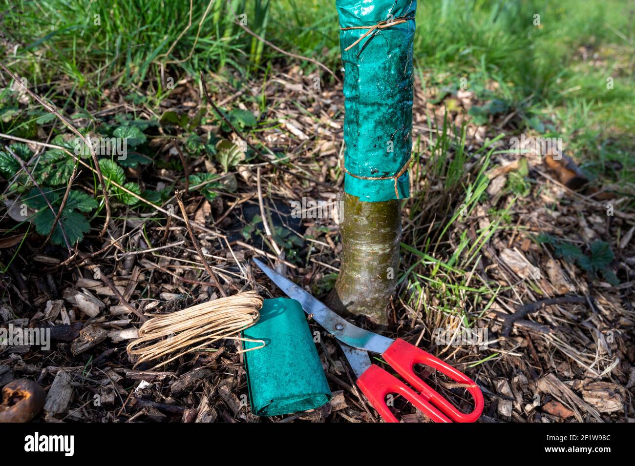 A grease band being applied to the trunk of an apple tree using