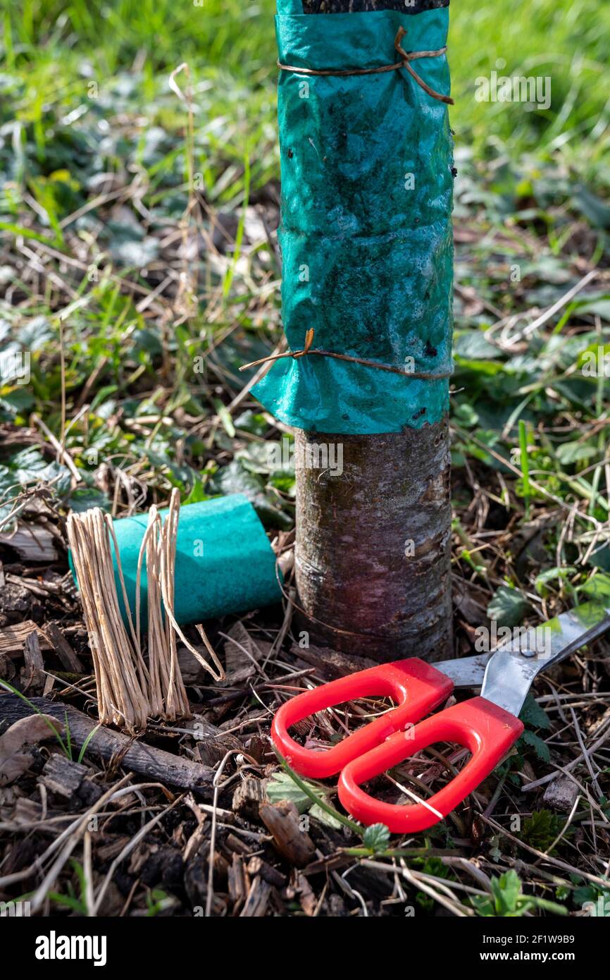 A grease band being applied to the trunk of an apple tree using