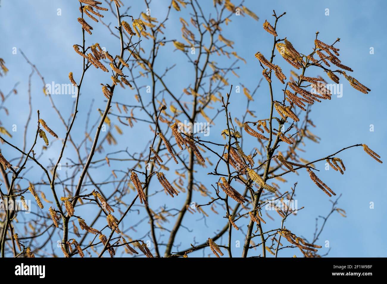 Hazel catkins (Corylus avellana) blowing in the wind in spring. UK. Stock Photo