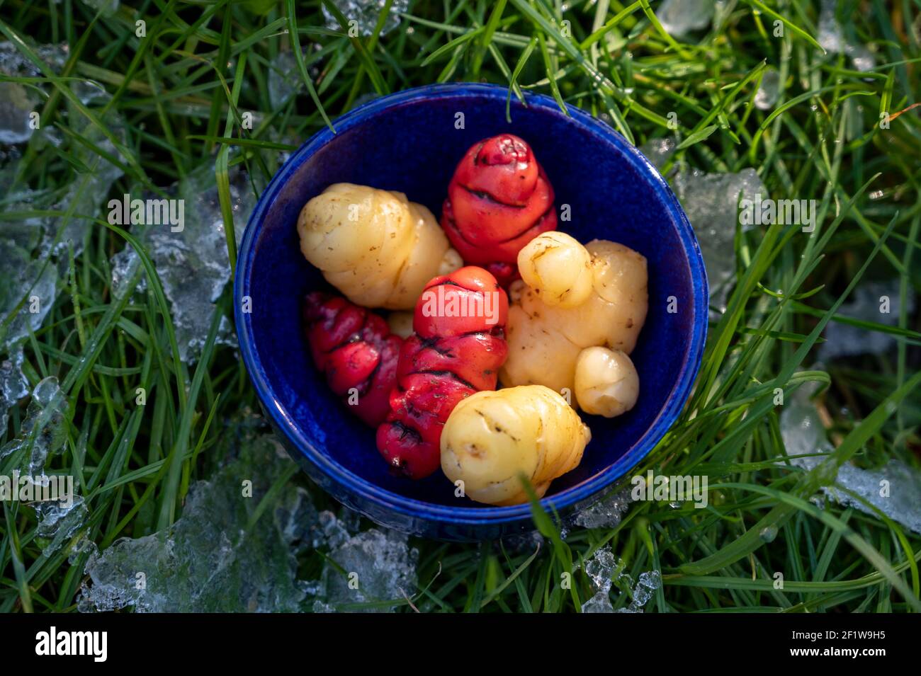 Oca new zealand yam oxalis hires stock photography and images Alamy