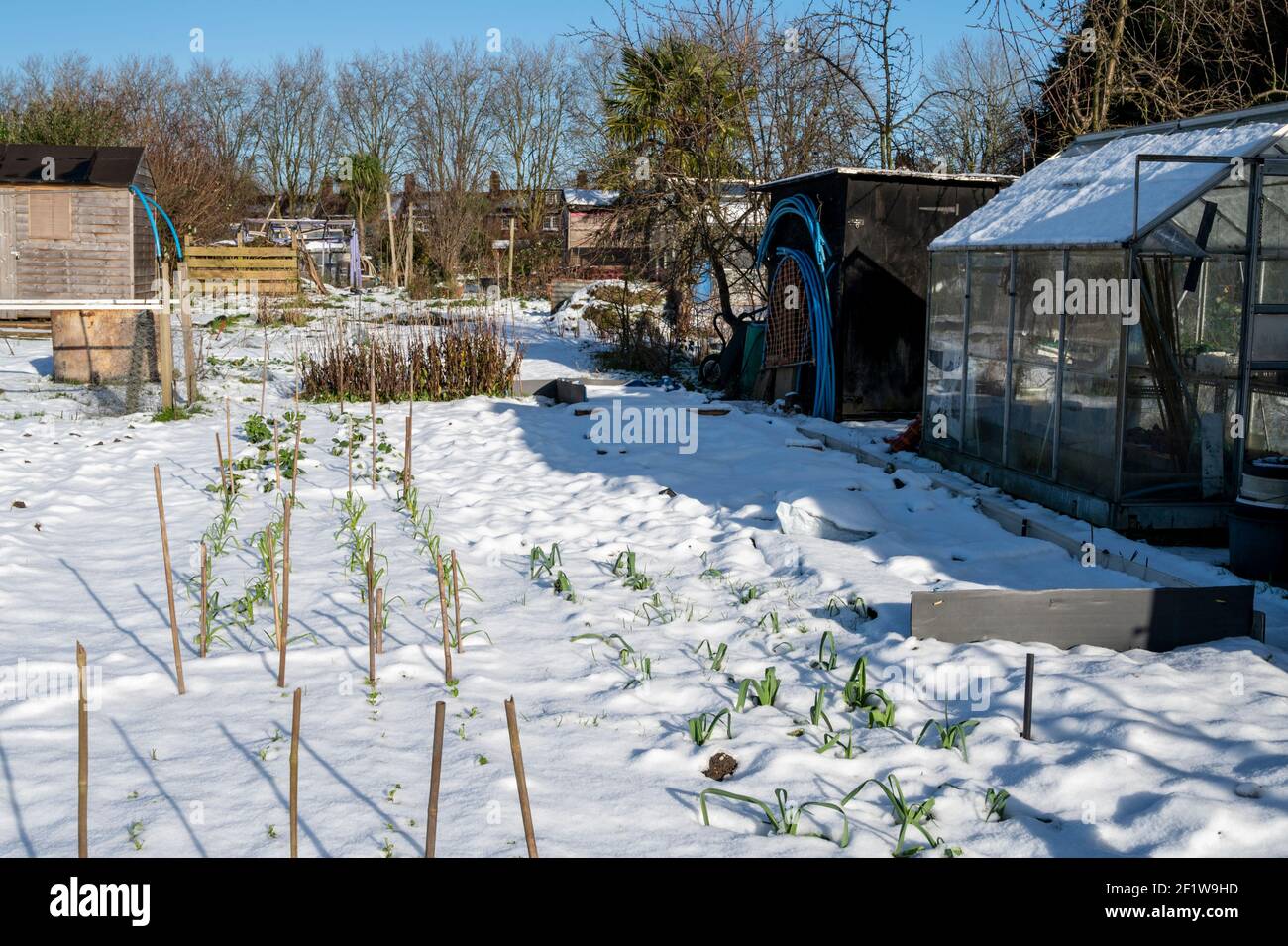 Rows of overwintering onions and broad beans on an allotment covered in
