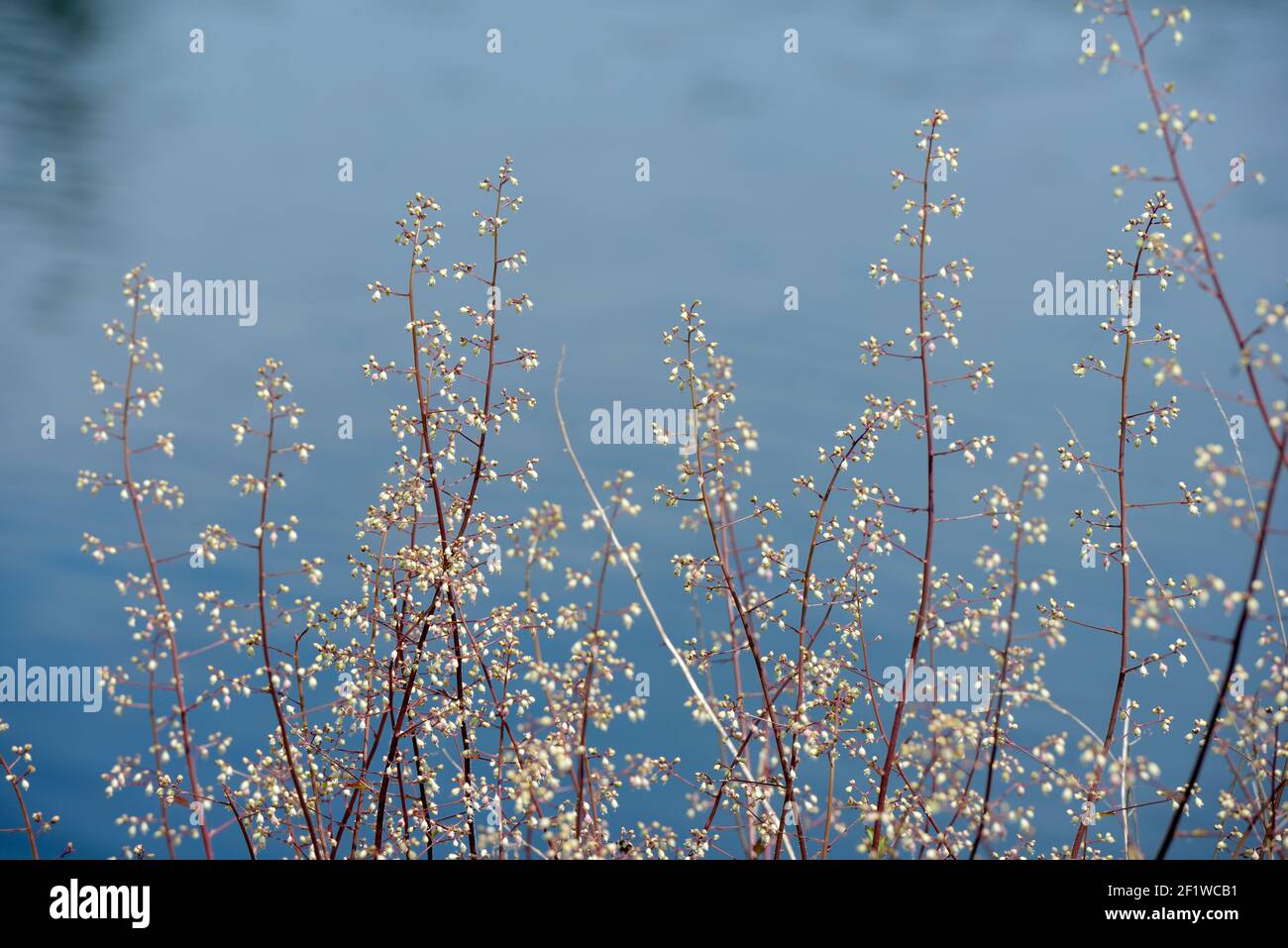 Very small wildflowers hi-res stock photography and images - Alamy
