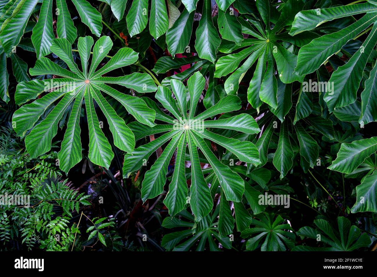 Close-up image of large green leaves of a geometric shape in a greenhouse Stock Photo