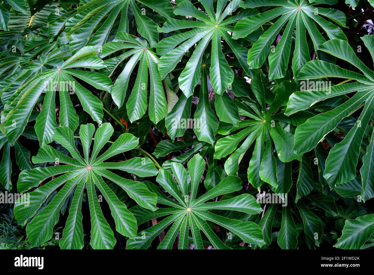 Large green leaves of a geometric shape as seen from above in a greenhouse Stock Photo