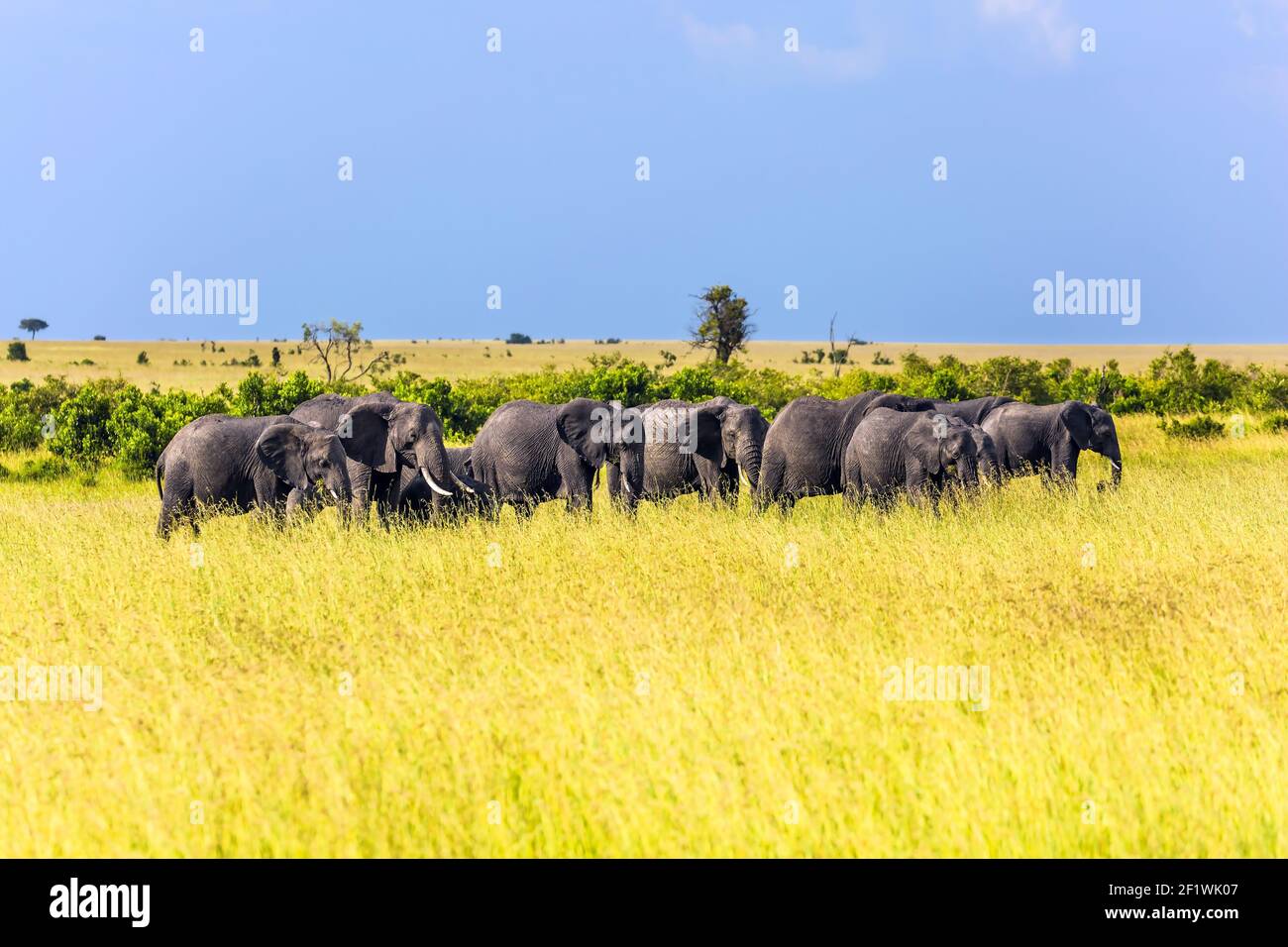 Large elephant herd  for a walk Stock Photo