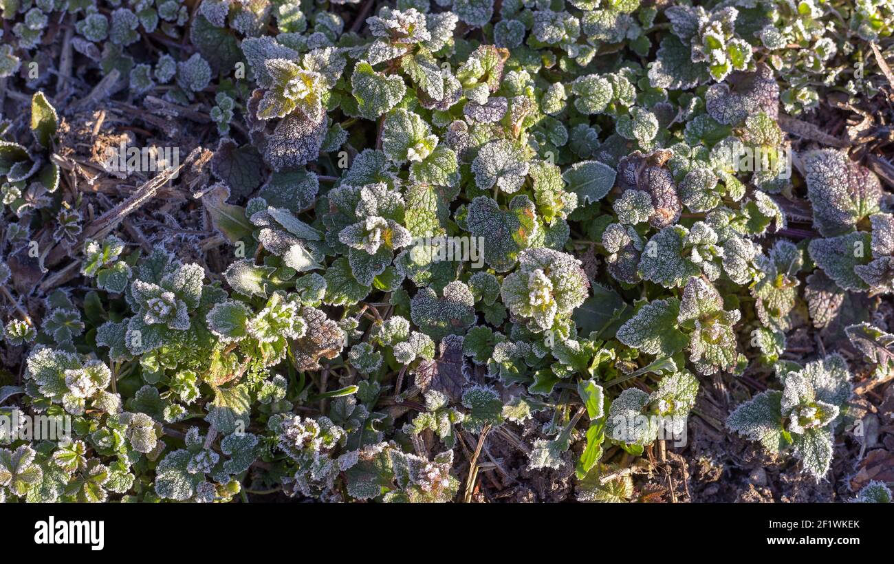 Grass plants frozen in morning frost on cold spring morning. Grass blades frozen with ice white frost. Stock Photo