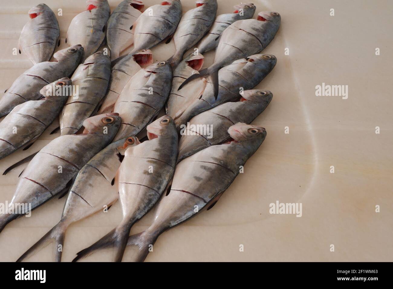 Leerfish (Lichia amia) cleaned and prepared for cooking on marble Stock Photo