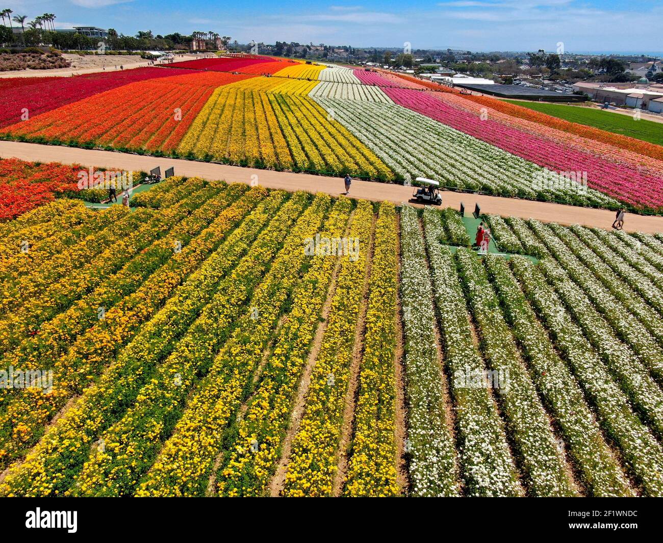Aerial view of flower fields. Stock Photo