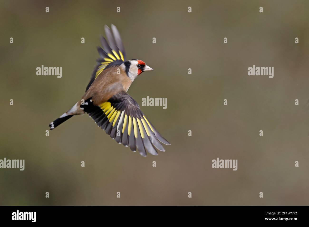 European Goldfinch in flight Forest of Dean UK Stock Photo - Alamy