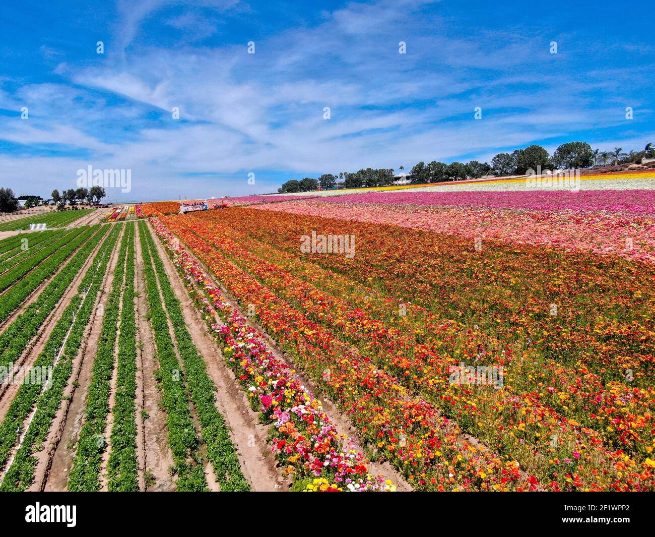 Flower field carlsbad hires stock photography and images Alamy