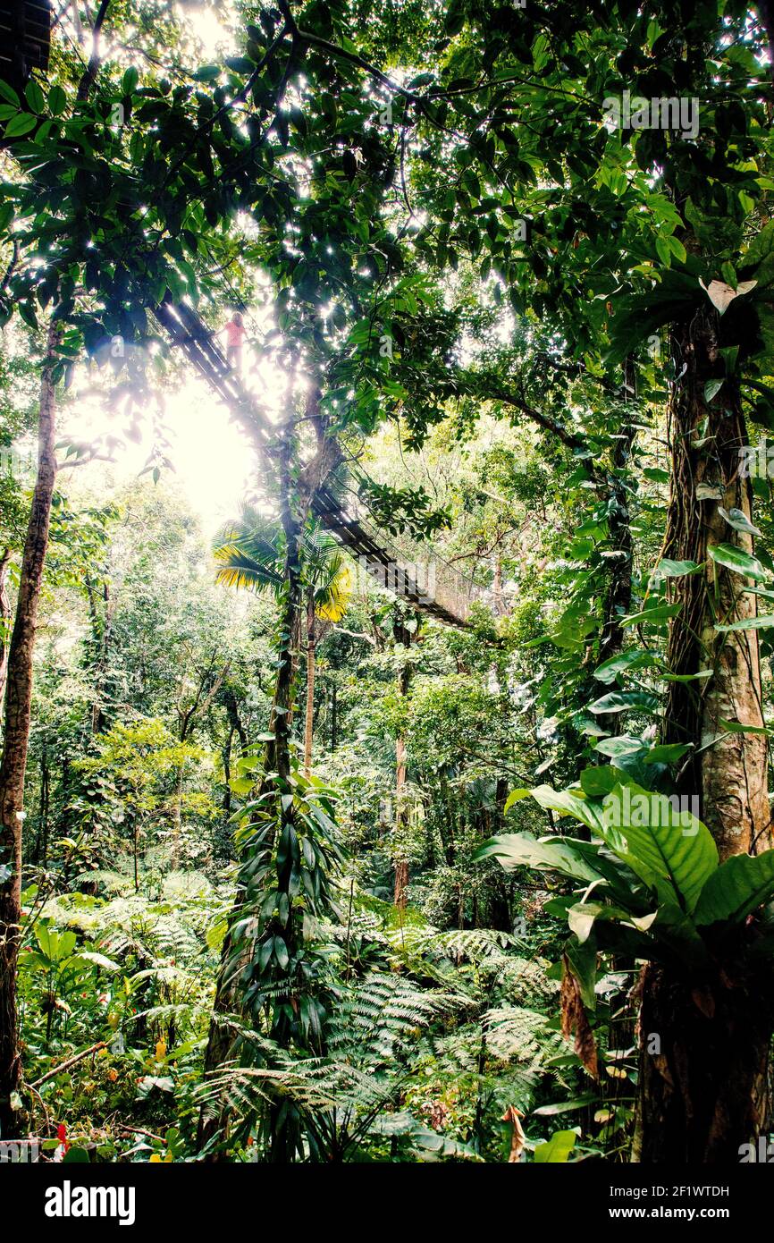 Jungle passage hi-res stock photography and images - Alamy