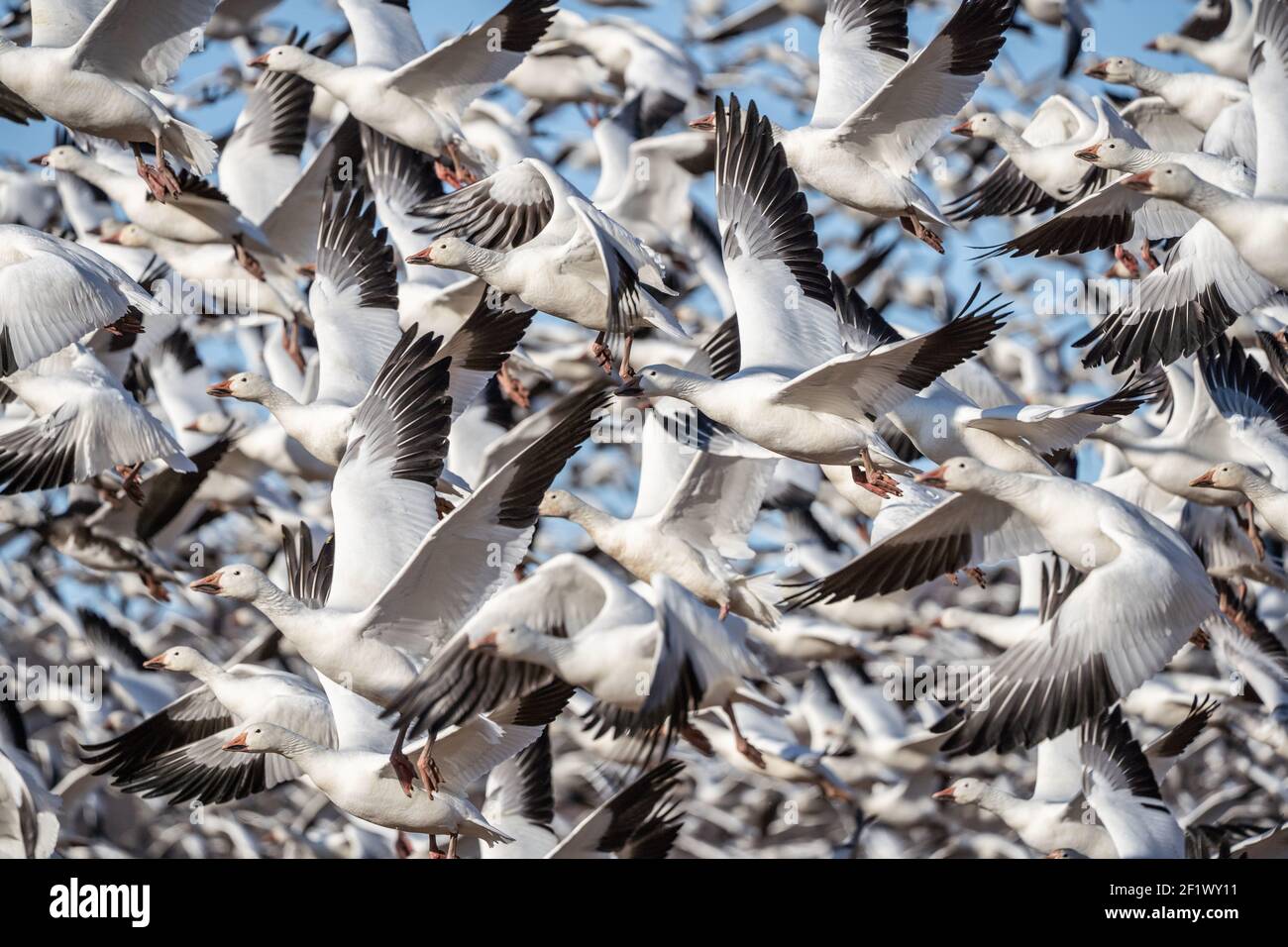 Large flock of Snow Geese at Middle Creek Wildlife Management Area