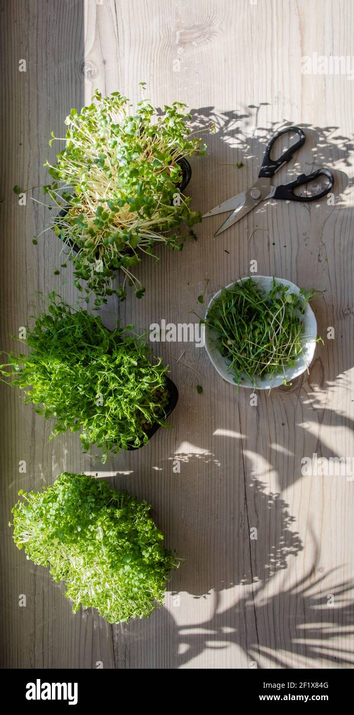 Microgreens cutting hires stock photography and images Alamy