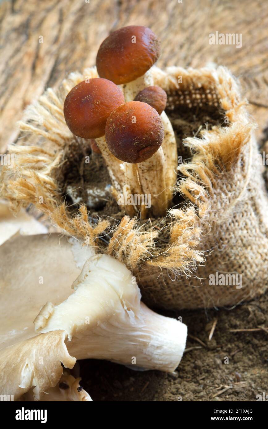 Honey mushrooms Stock Photo Alamy