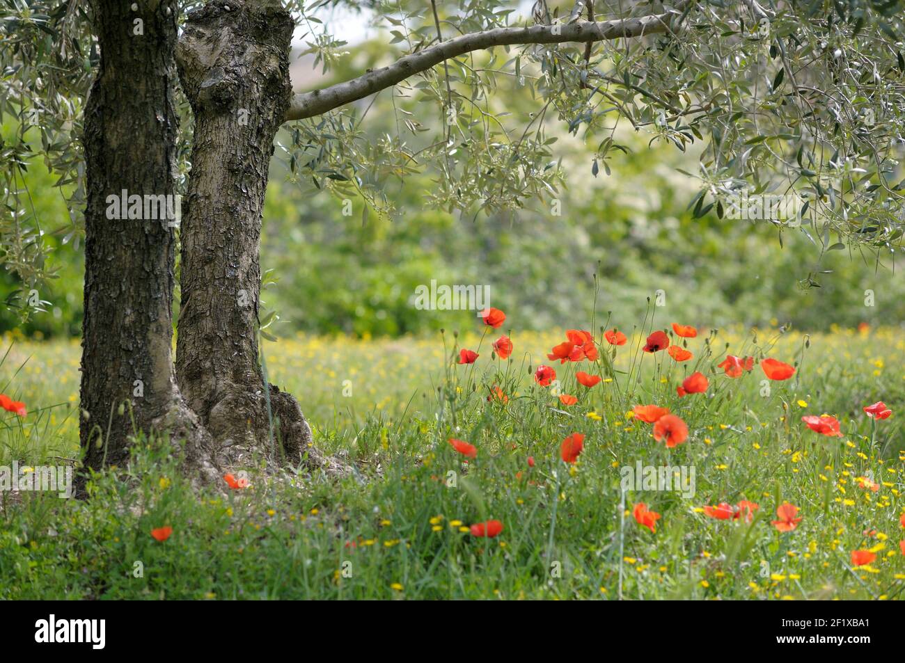 Poppies in a field, Lourmarin, Vaucluse, Provence-Alpes-Côte d'Azur, France Stock Photo