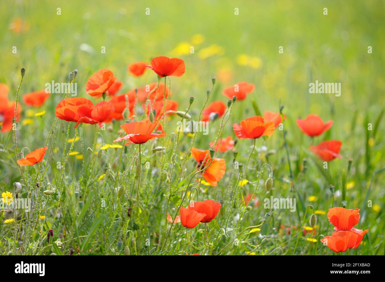 Wild poppies, Lourmarin, Vaucluse, Provence-Alpes-Côte d'Azur, France Stock Photo