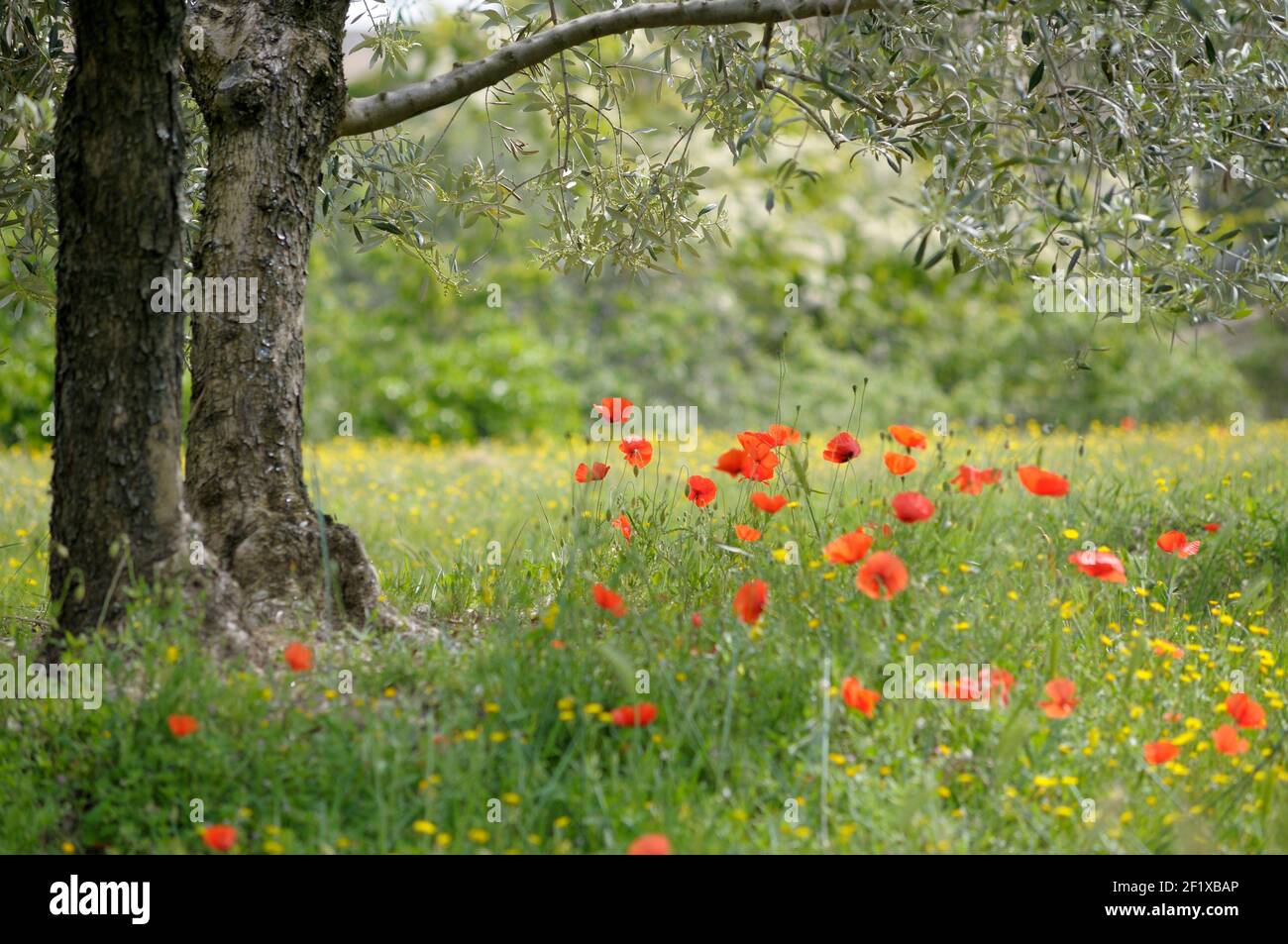 Poppies under an olive tree, Lourmarin, Vaucluse, Provence-Alpes-Côte d'Azur, France Stock Photo