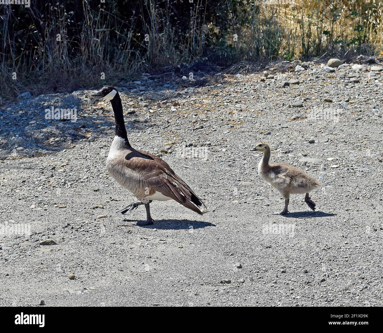Canada goose, Branta canadensis, with gosling Fremont, California Stock Photo