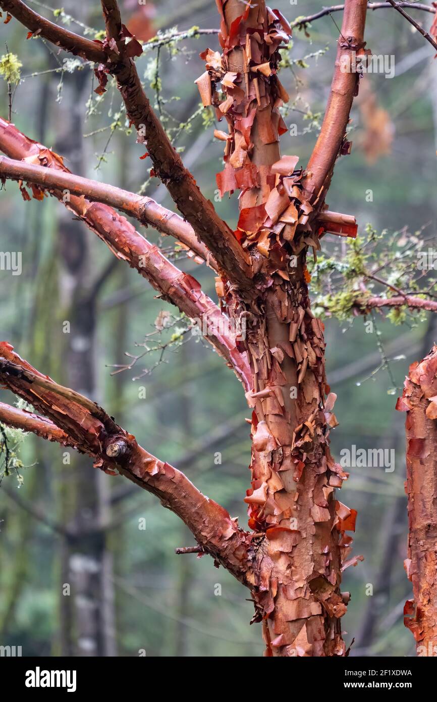Peeling Maple Tree Bark High Resolution Stock Photography and Images ...