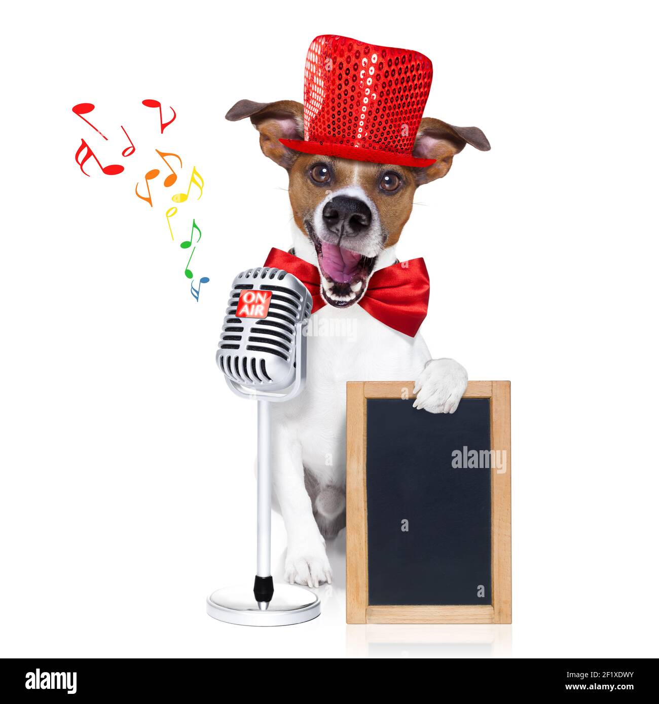 Why Do Dogs Sing To Songs