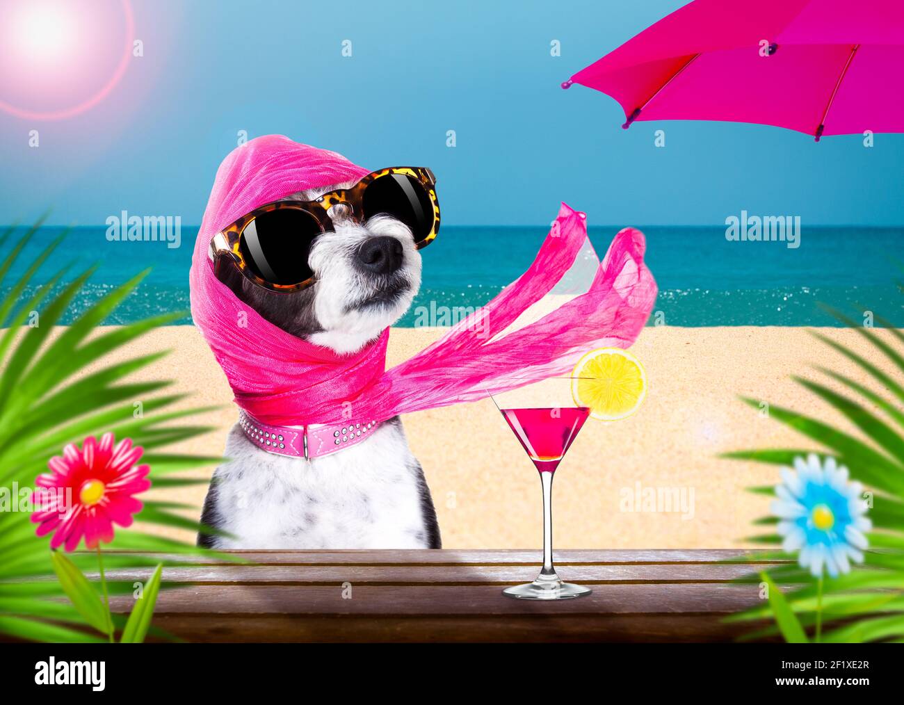 Cocktail drink dog on summer holiday vacation a the beach club bar ...