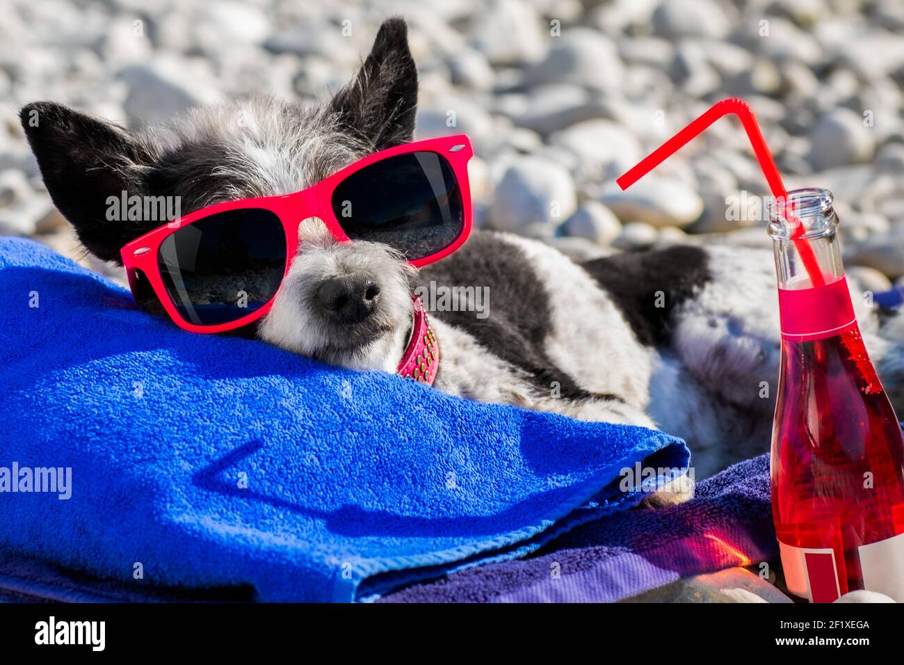 Dog siesta on towel with umbrella and cocktail Stock Photo