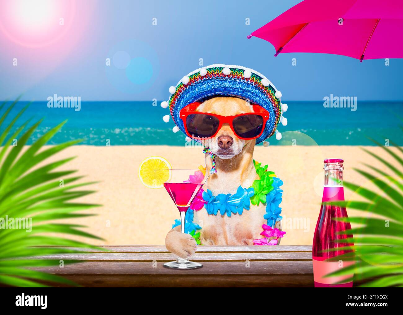 Cocktail drink dog on summer holiday vacation a the beach club bar ...