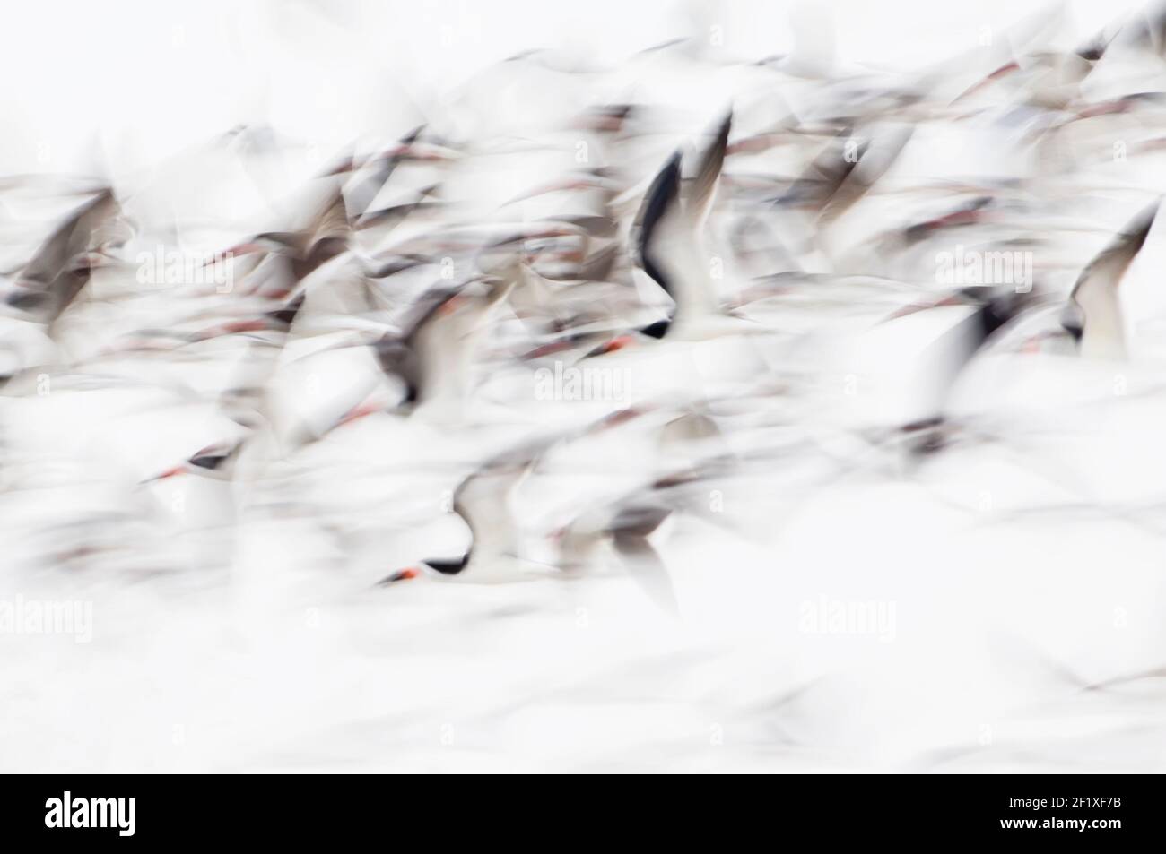 Black skimmer flock flight motion abstract Stock Photo Alamy