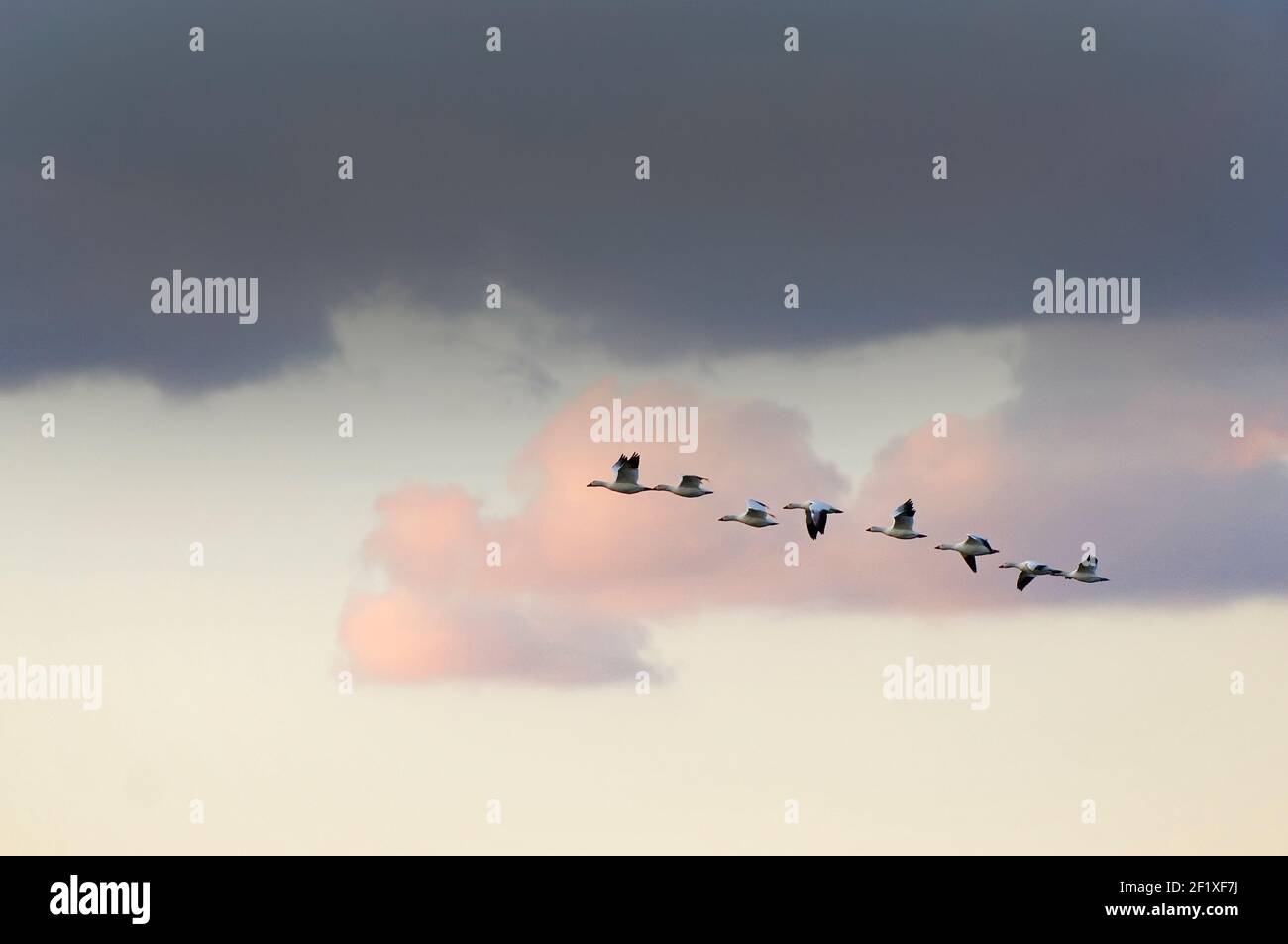 Snow geese flight with dramatic sky Stock Photo