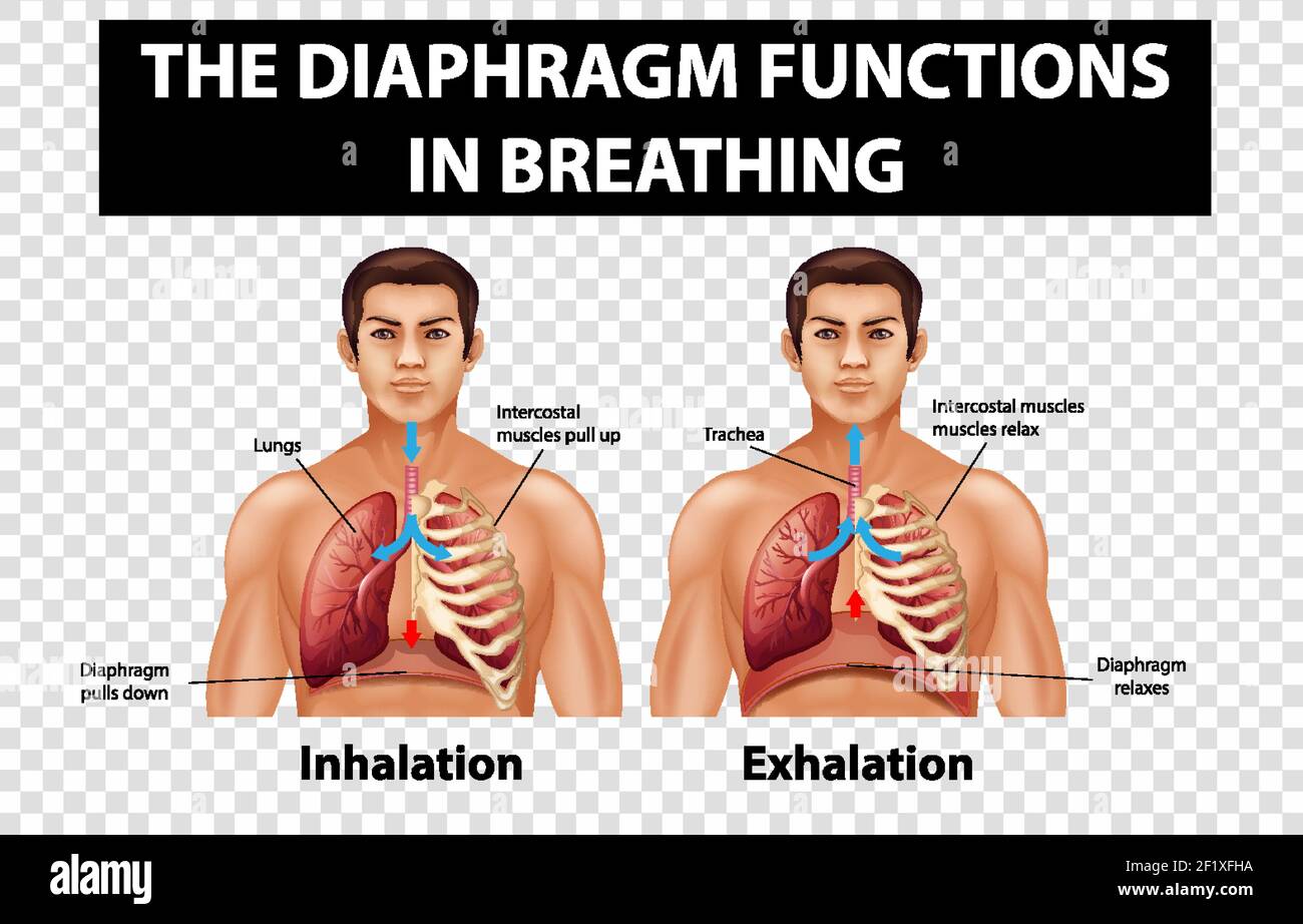 Diaphragm diagram hires stock photography and images Alamy