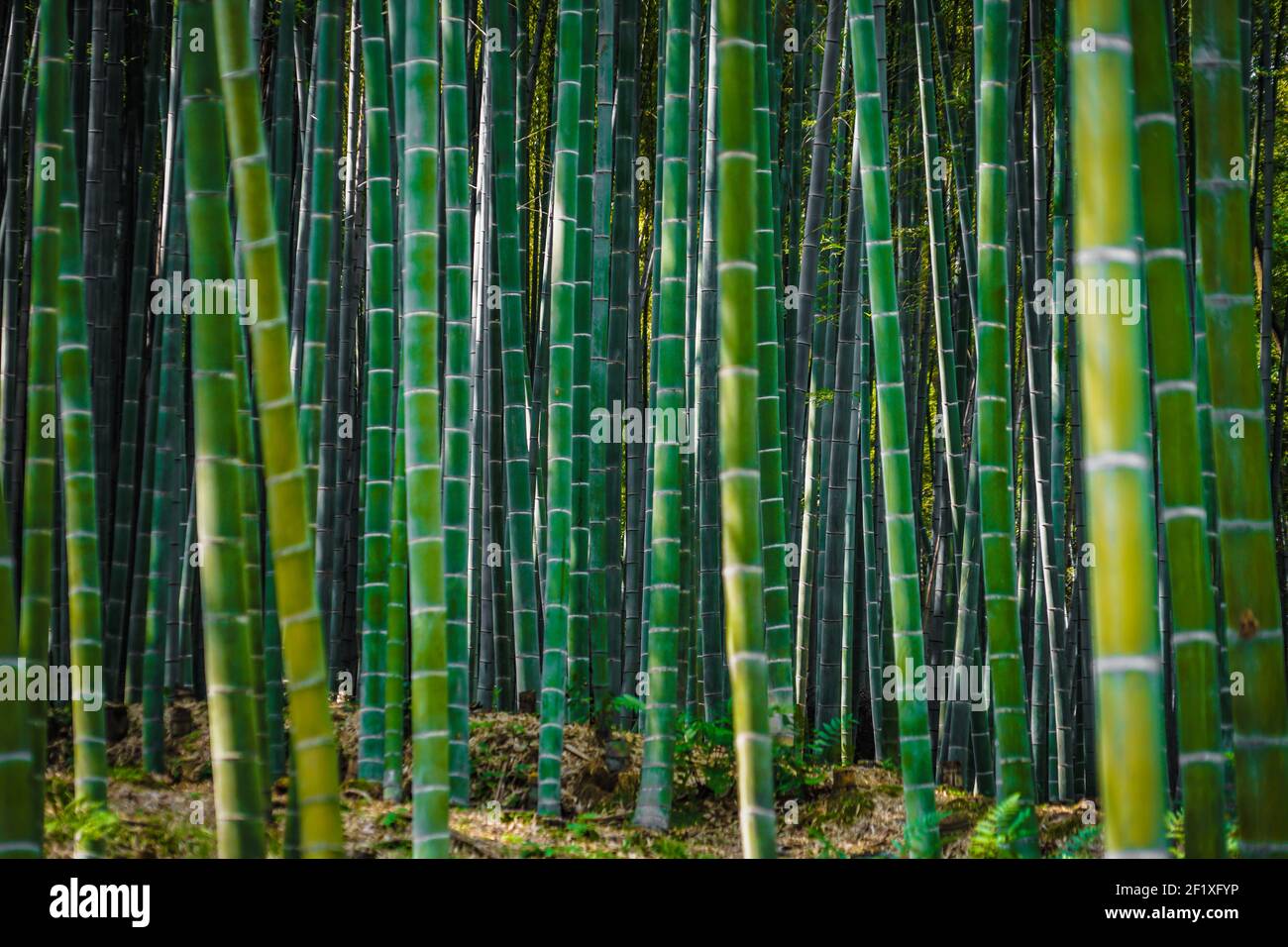 Kyoto Arashiyama bamboo forest Stock Photo