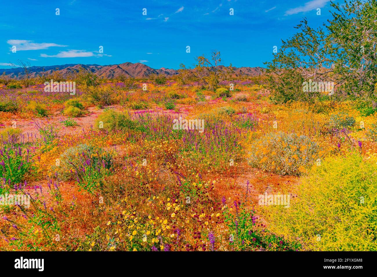 Joshua Tree National Park is in  spring bloom with bright yellows and pinks in the desert meadow. Stock Photo