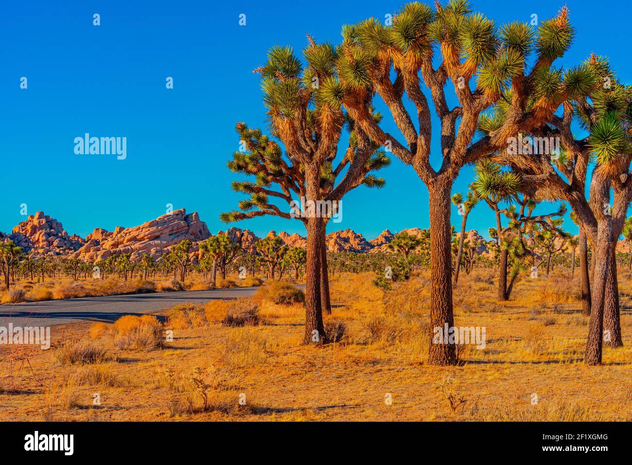 Joshua Trees line a road in Joshua Tree National Park. The trees are part of the Yucca family. Stock Photo