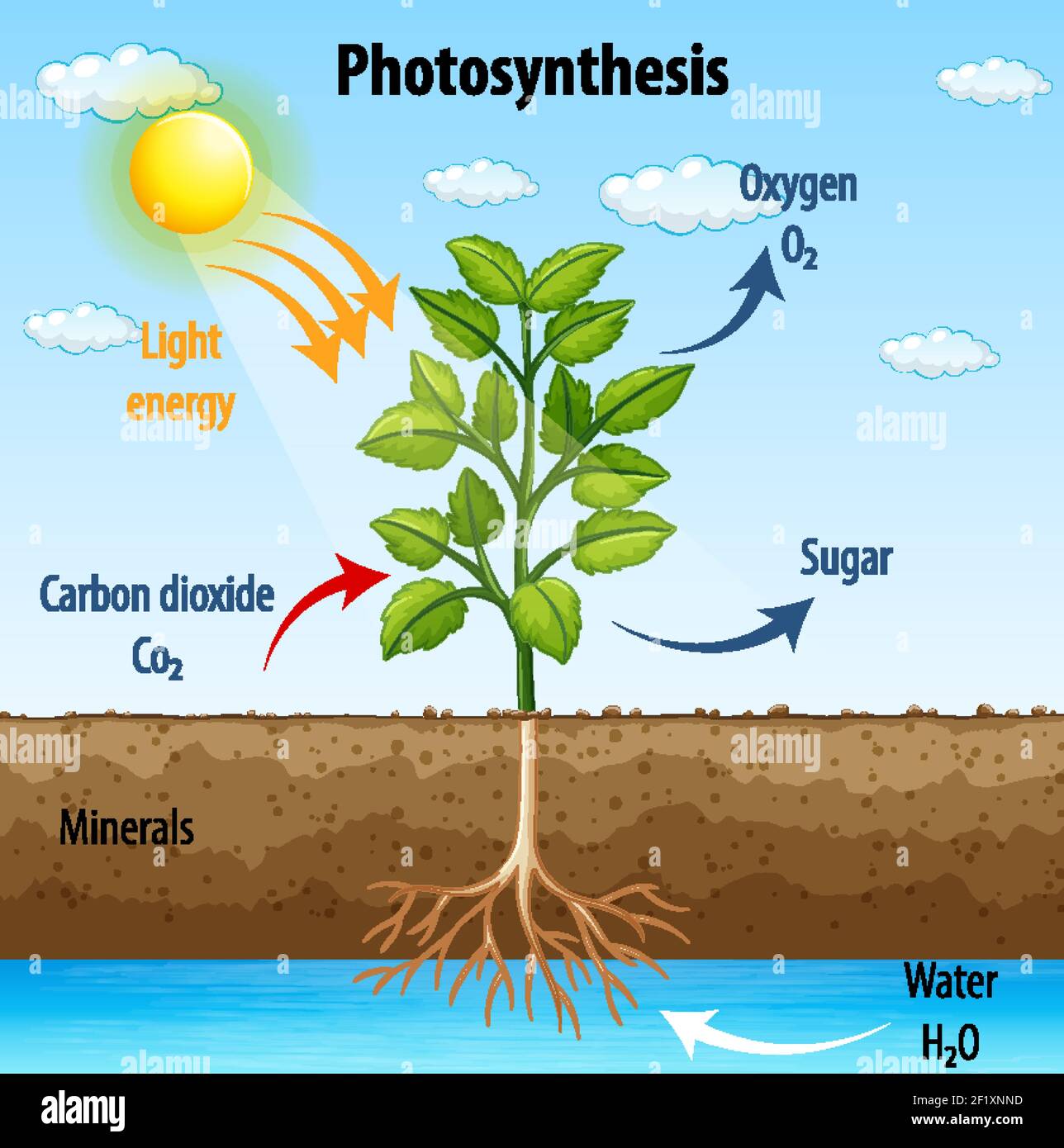 essay about plant photosynthesis