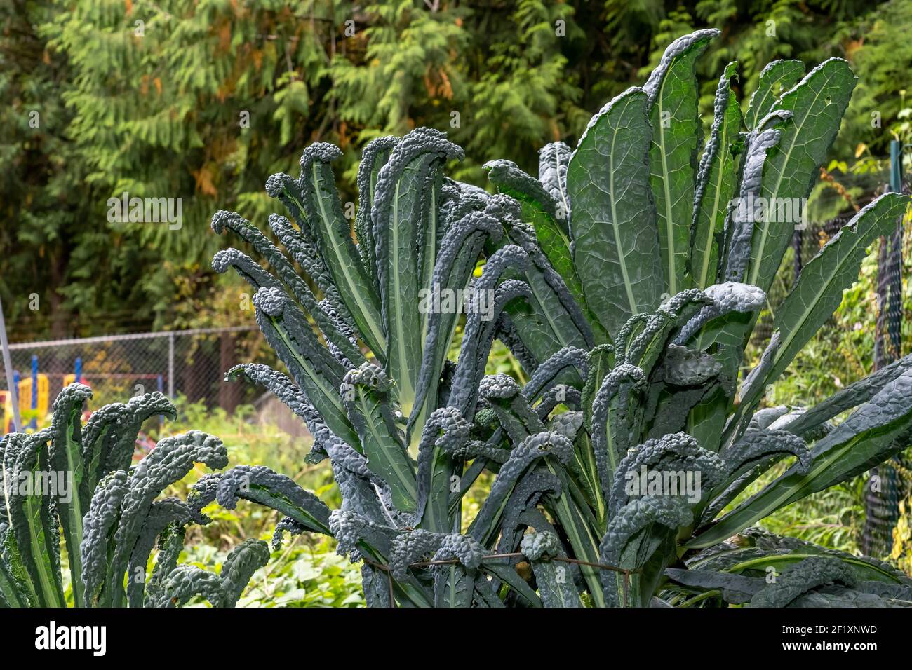 Issaquah, Washington, USA.  Dino Kale plant, also known as Dinosaur, Lacinato, Tuscan kale, Tuscan cabbage, Italian kale, cavolo nero, black kale, fla Stock Photo