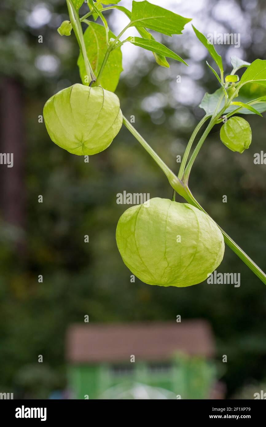 Issaquah, Washington, USA. Closeup of a Tomatillo plant, also called Husktomato, HuskTomato
