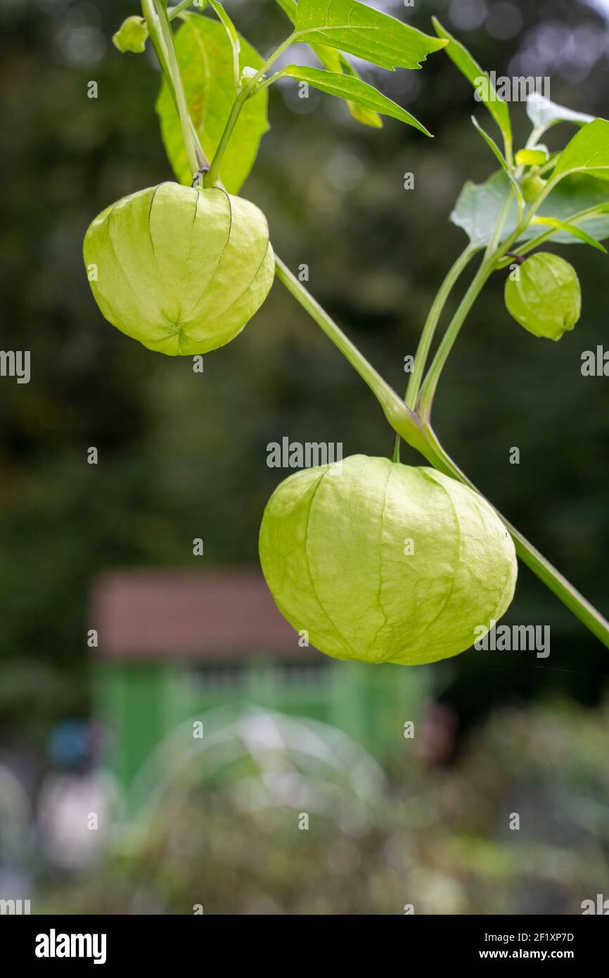 Growing tomatillos hires stock photography and images Alamy
