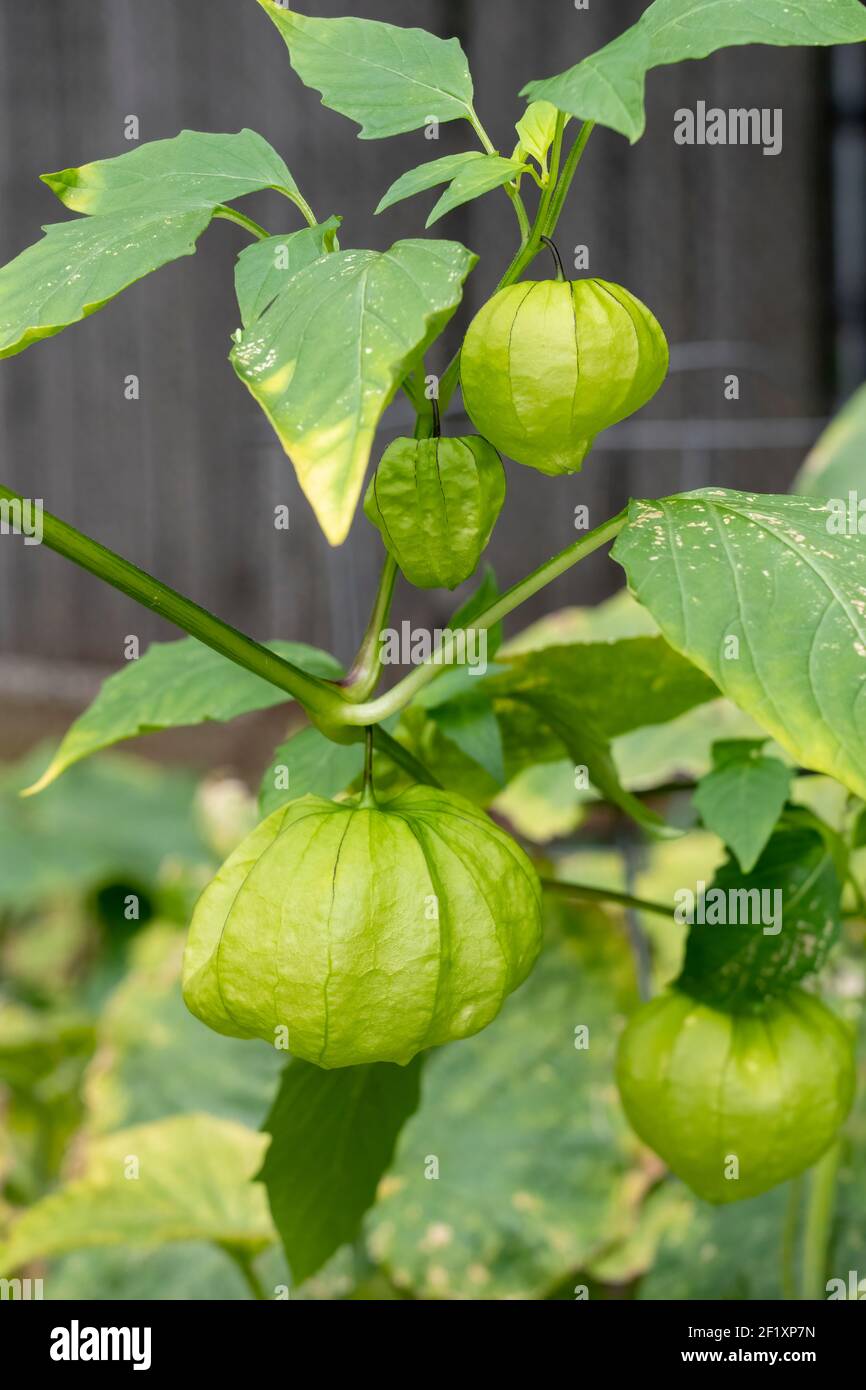 Growing tomatillos hires stock photography and images Alamy