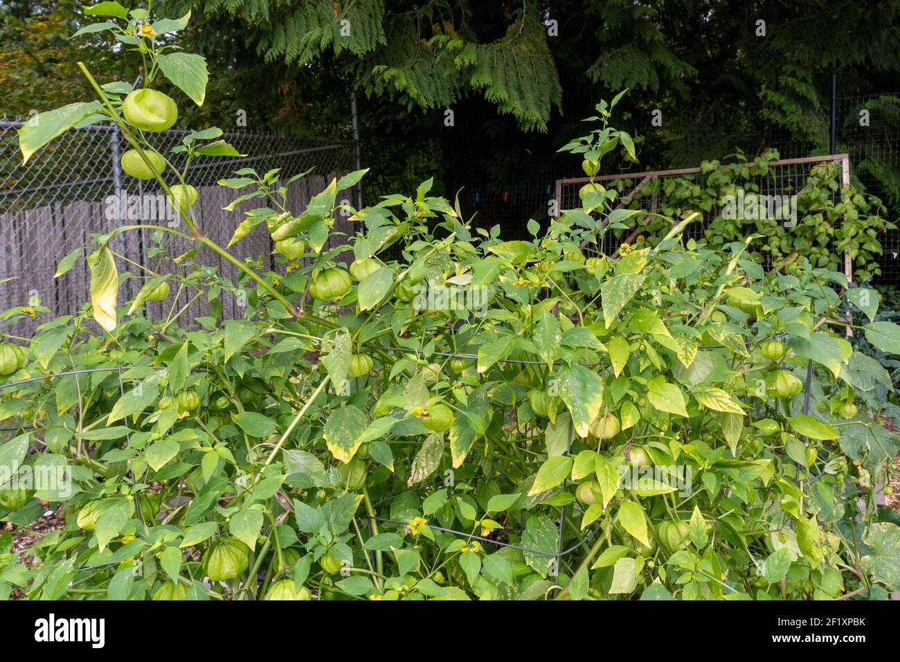 Issaquah, Washington, USA. Tomatillo plant, also called Husktomato, HuskTomato and Jamberry