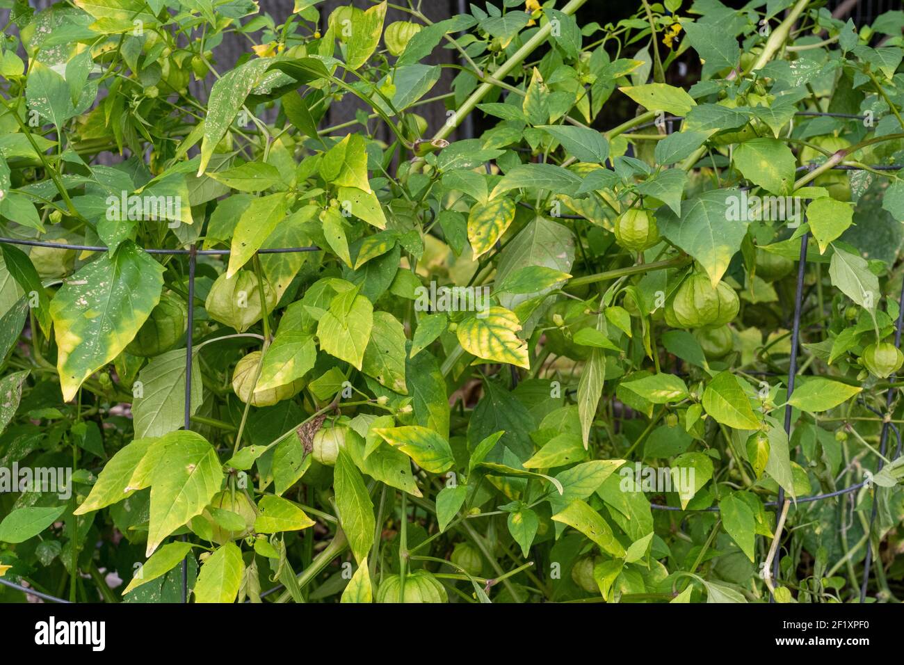 Issaquah, Washington, USA. Tomatillo plant, also called Husktomato, HuskTomato and Jamberry