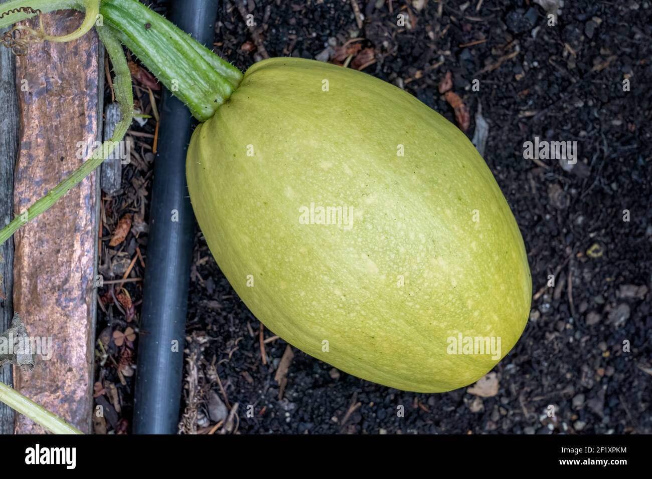 Issaquah, Washington, USA. Spaghetti squash plant ready to harvest
