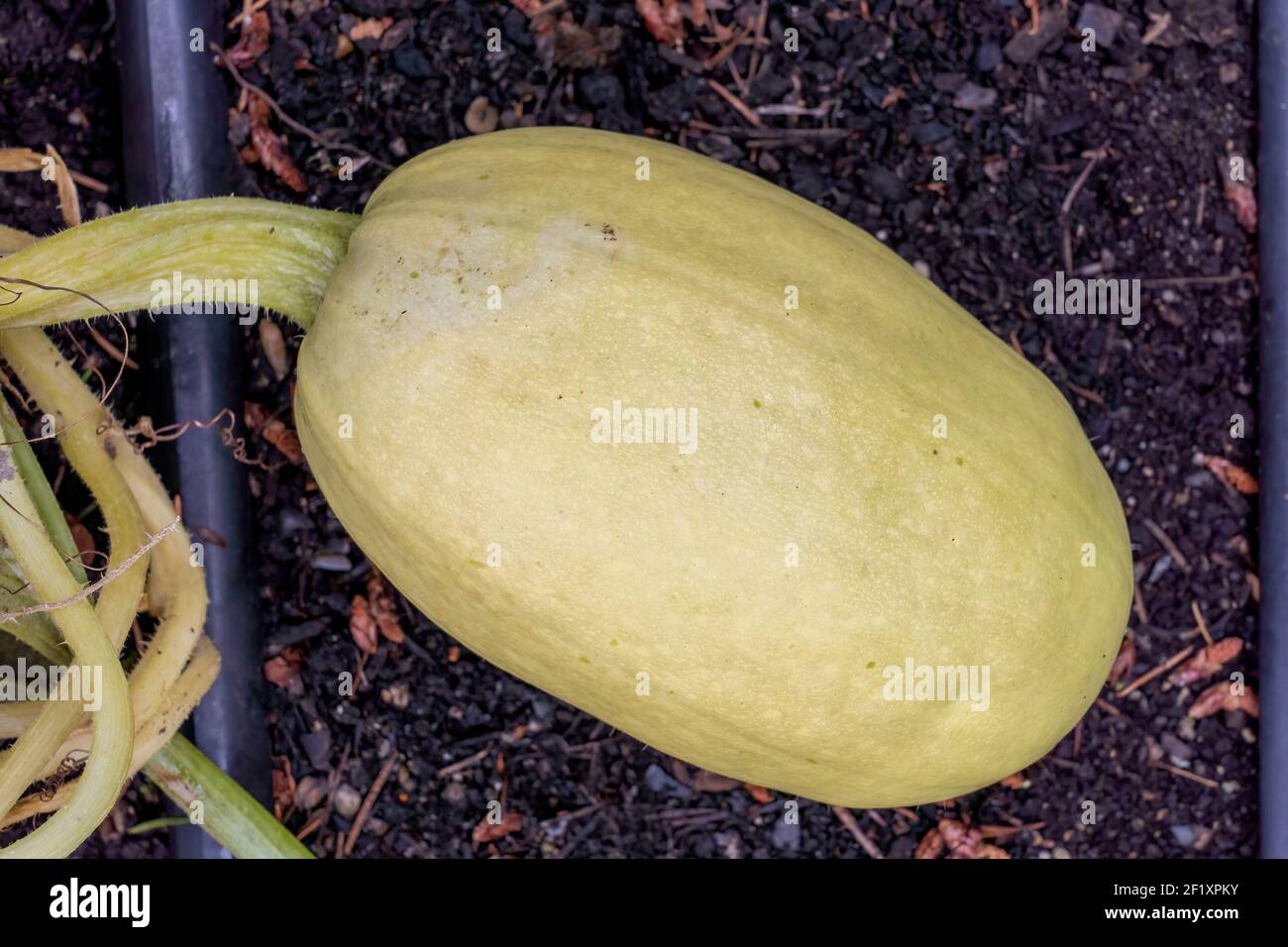 Issaquah, Washington, USA. Spaghetti squash plant ready to harvest Stock Photo Alamy