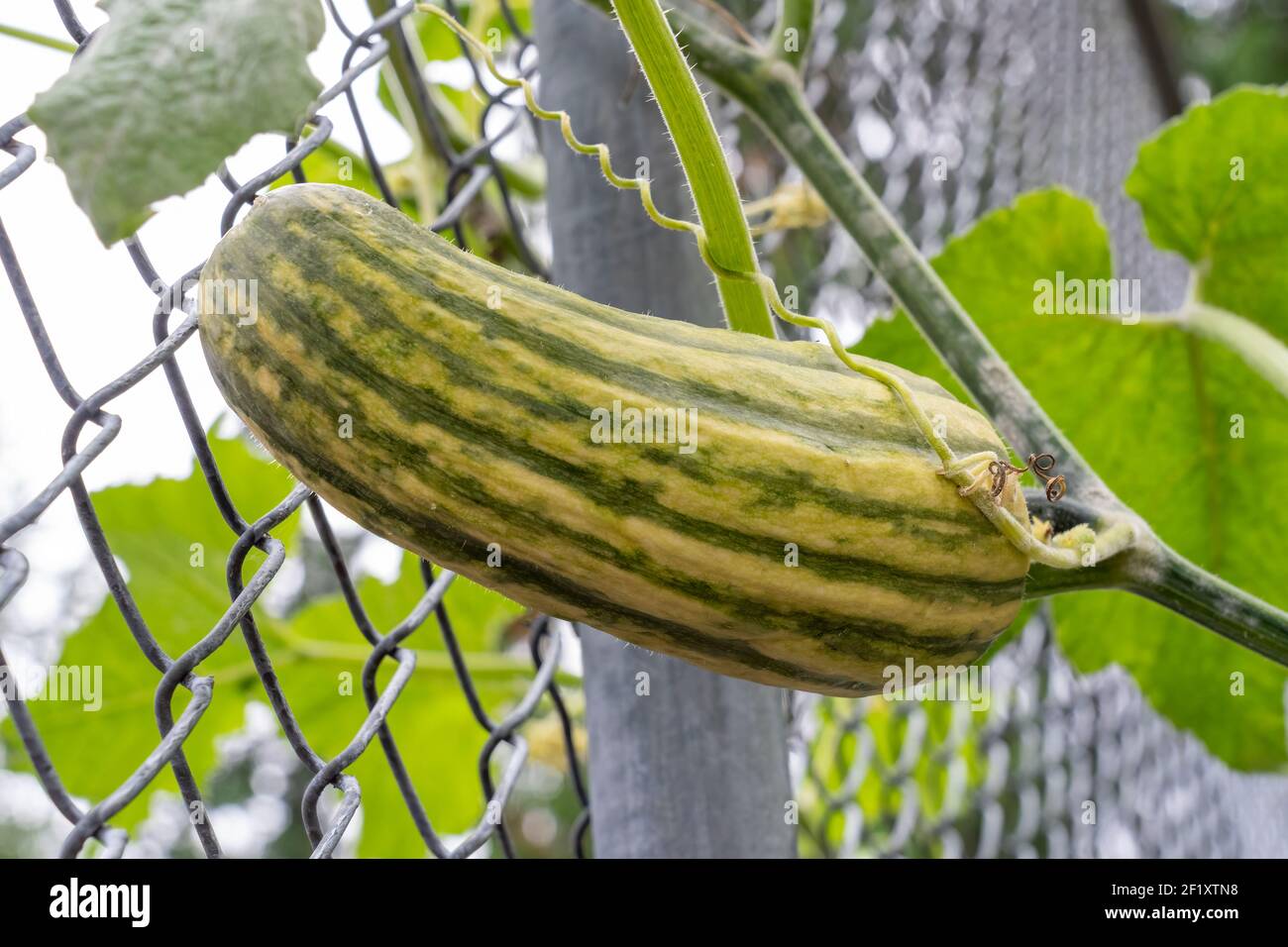 Issaquah, Washington, USA.  Delicata squash plant using a chainlink fence for a trellis.  This heirloom winter squash is also known as Sweet Dumpling Stock Photo