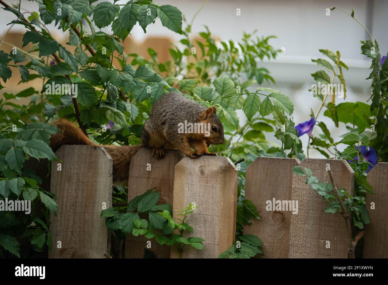 Fox Squirrel on Fence in Summer Stock Photo